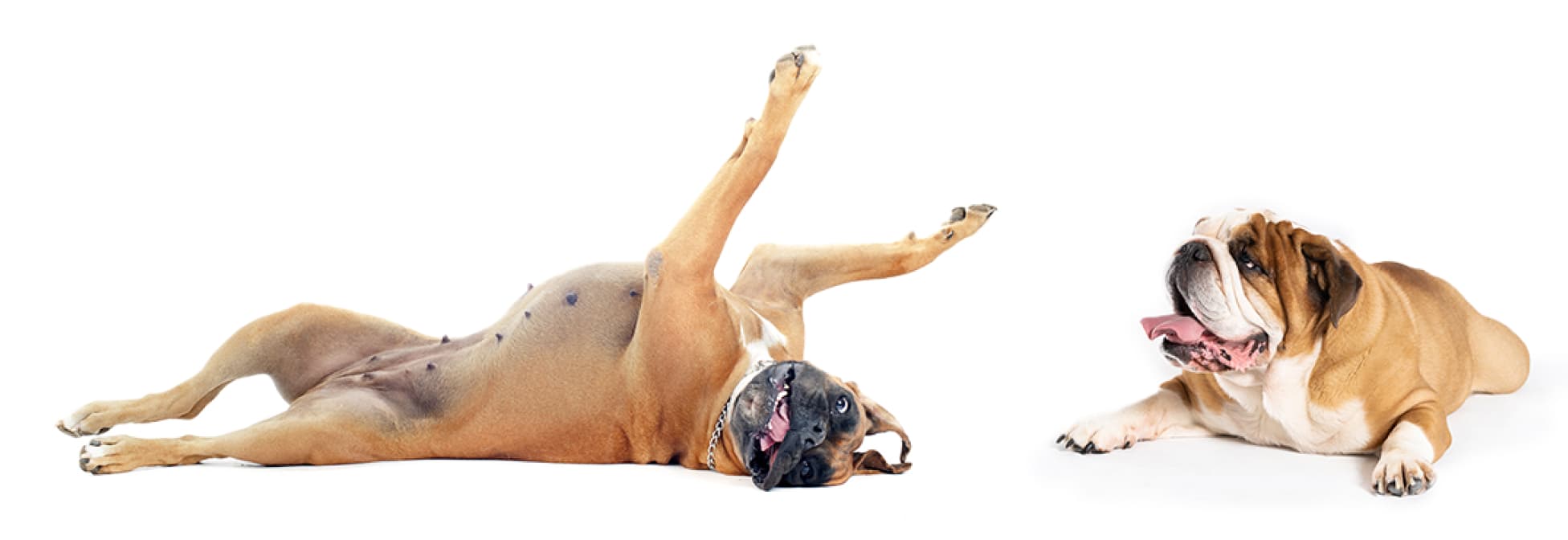 PHOVIA dogs