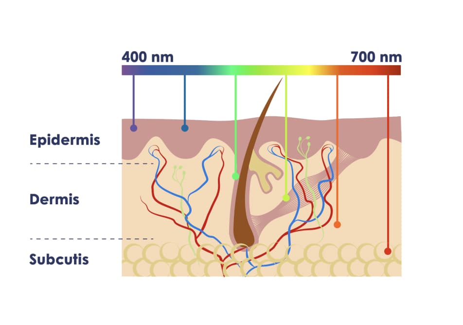 Epidermis, Dermis, Subcutis